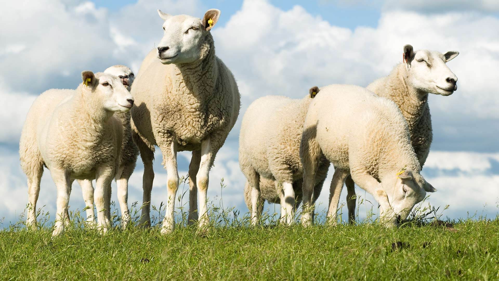 Kuppelwieser Markt mit Schafsabtrieb